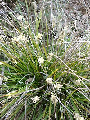 Les plantes Carex : tout ce qu’il faut savoir