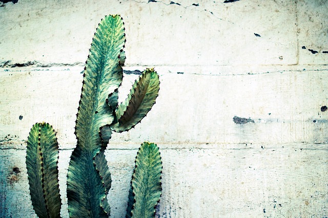 Les cactus : lesquels choisir pour l’extérieur ?