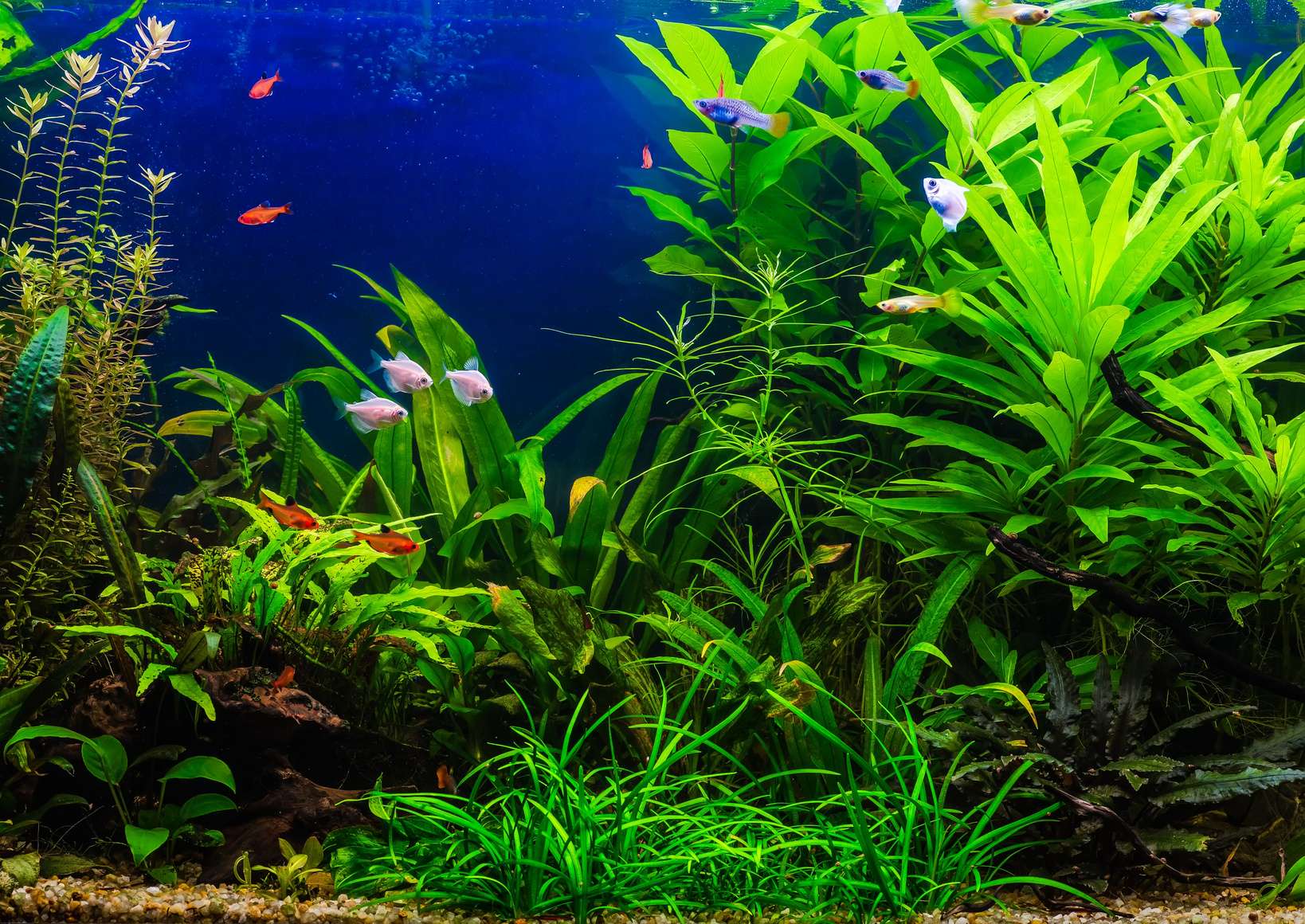 Comment placer vos plantes dans votre aquarium ?