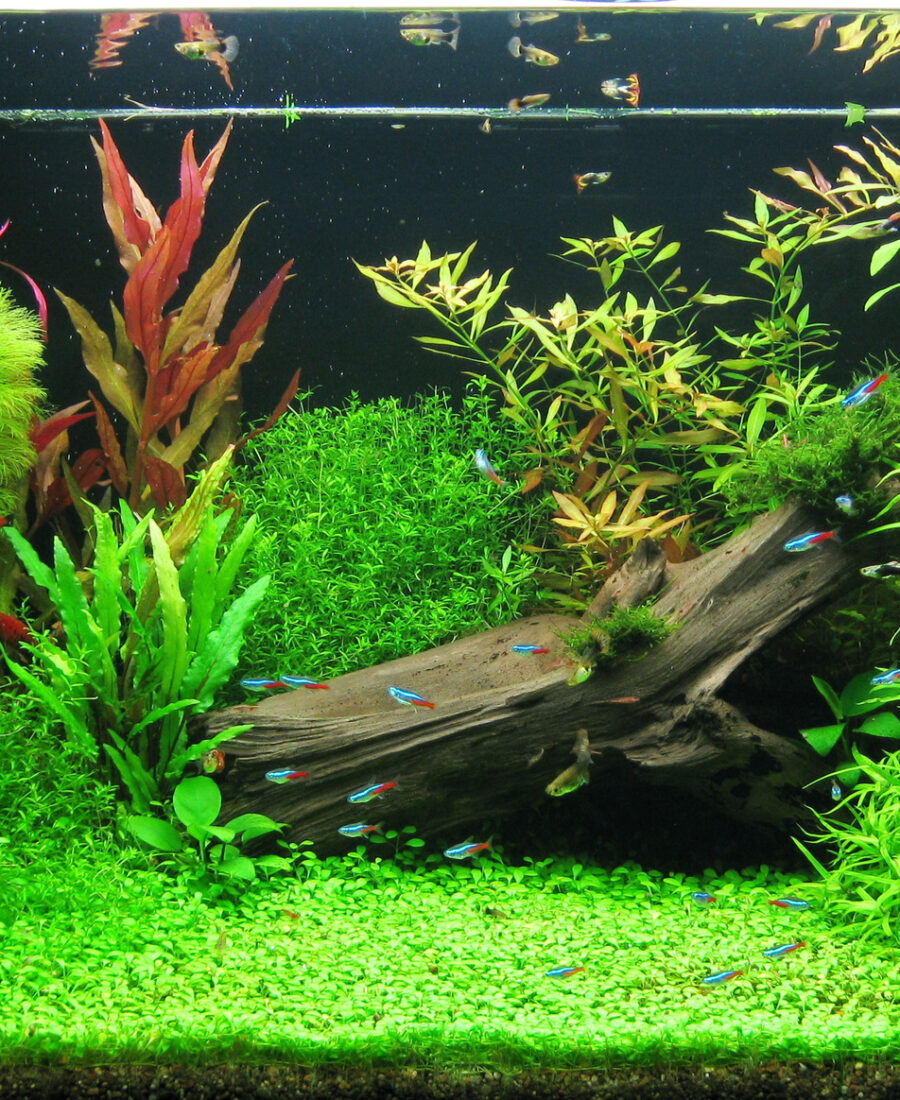 Toutes les plantes pour aquarium