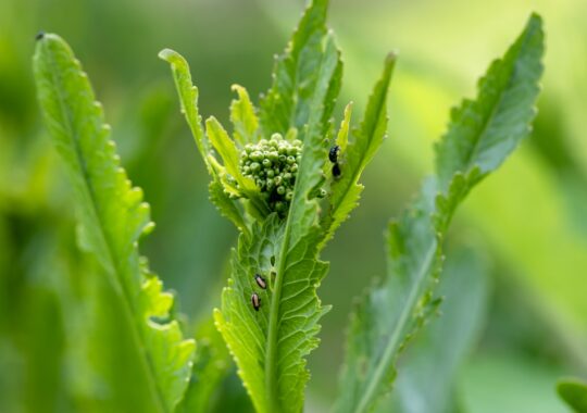Comment protéger efficacement vos plantes contre les insectes nuisibles ?