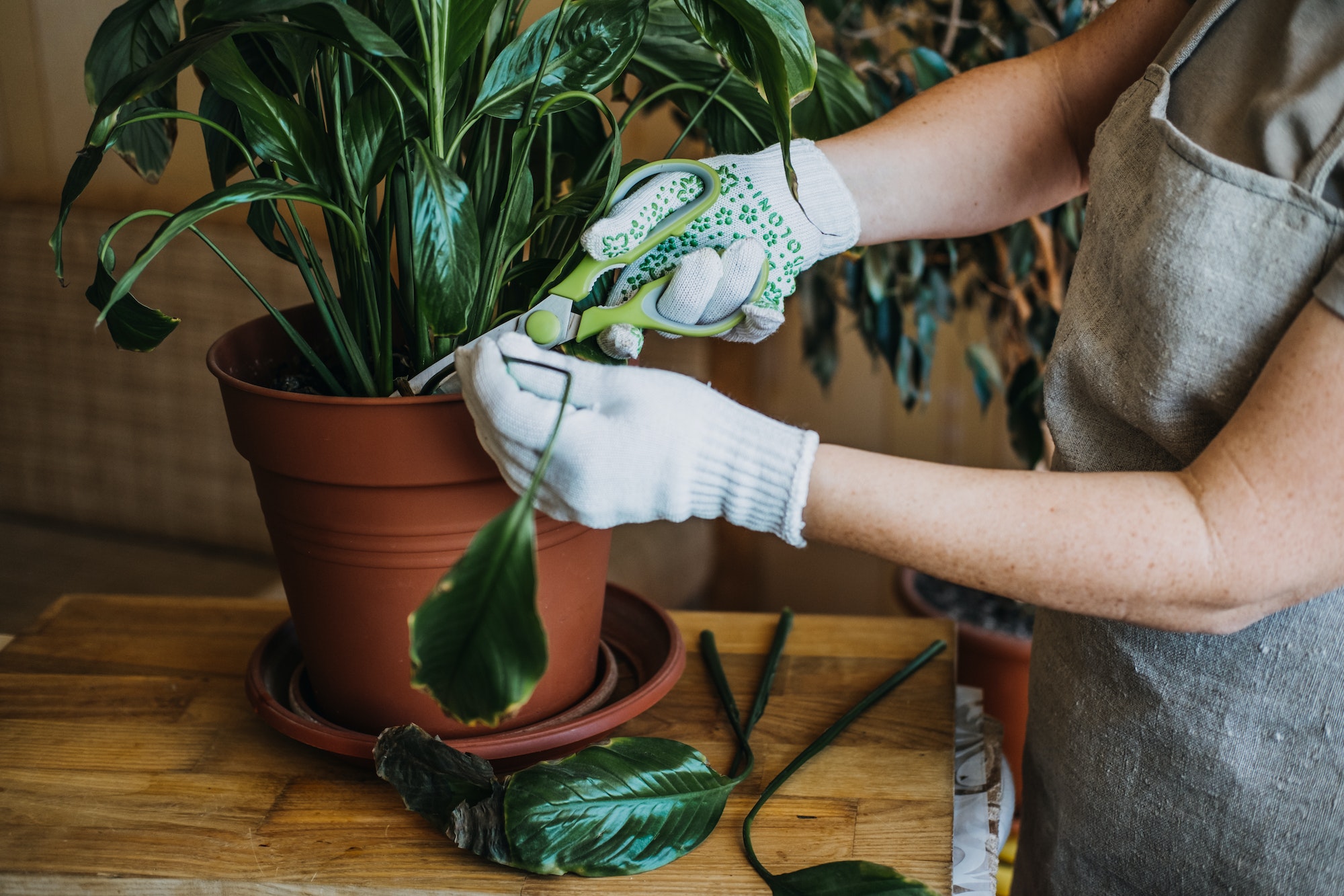 Comment prévenir les maladies des plantes et protéger vos végétaux ?