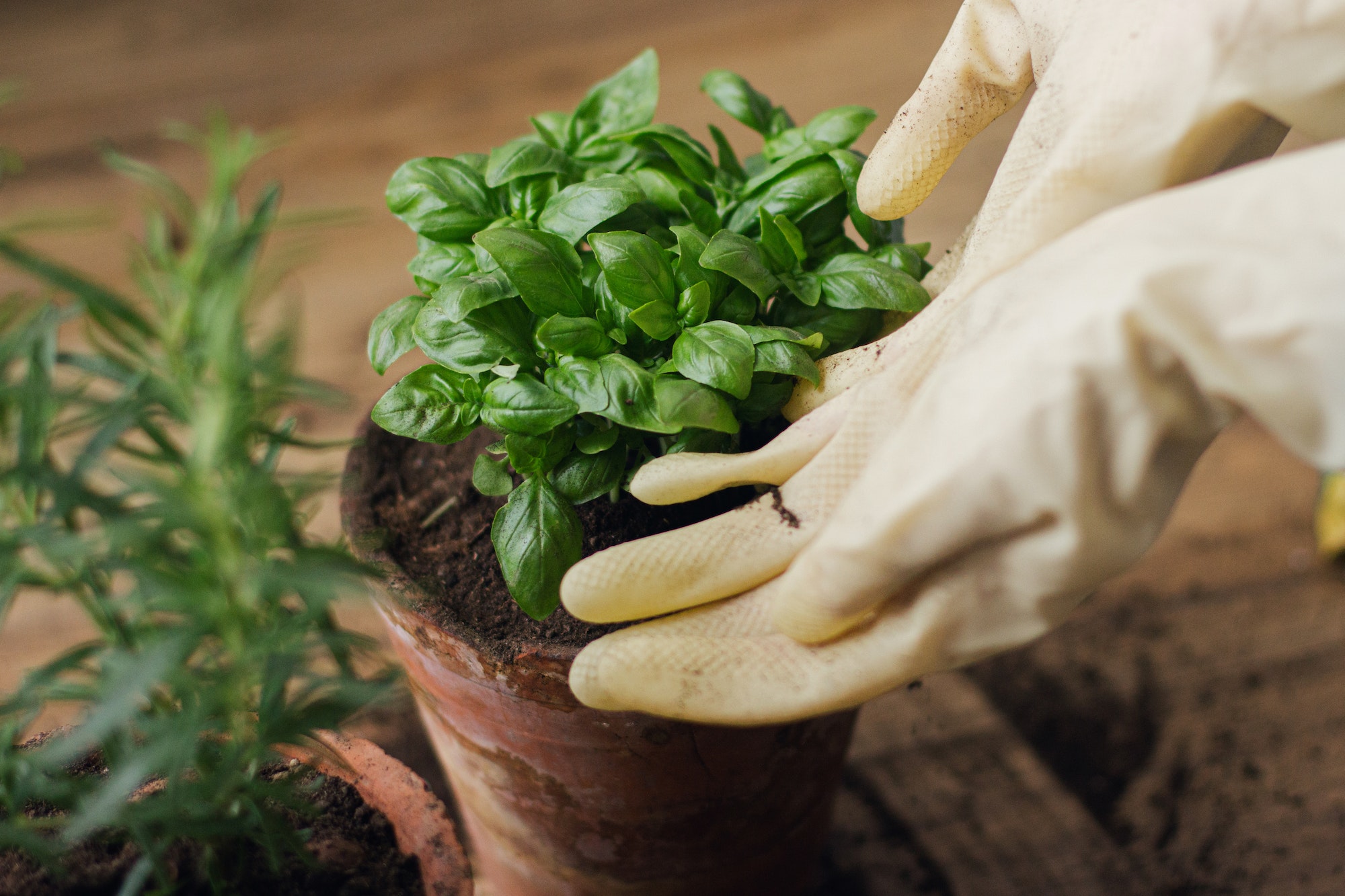 Prendre soin plante aromatique
