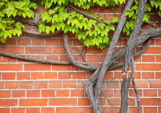 Plantes grimpantes : un atout décoratif ou un ennemi du mur ?