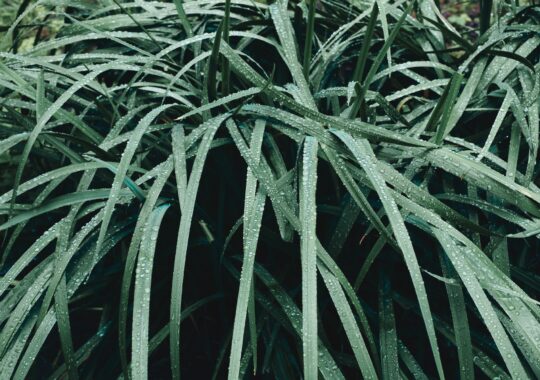 Zoom sur la Pennisetum Moudry : une espèce de plante étonnante