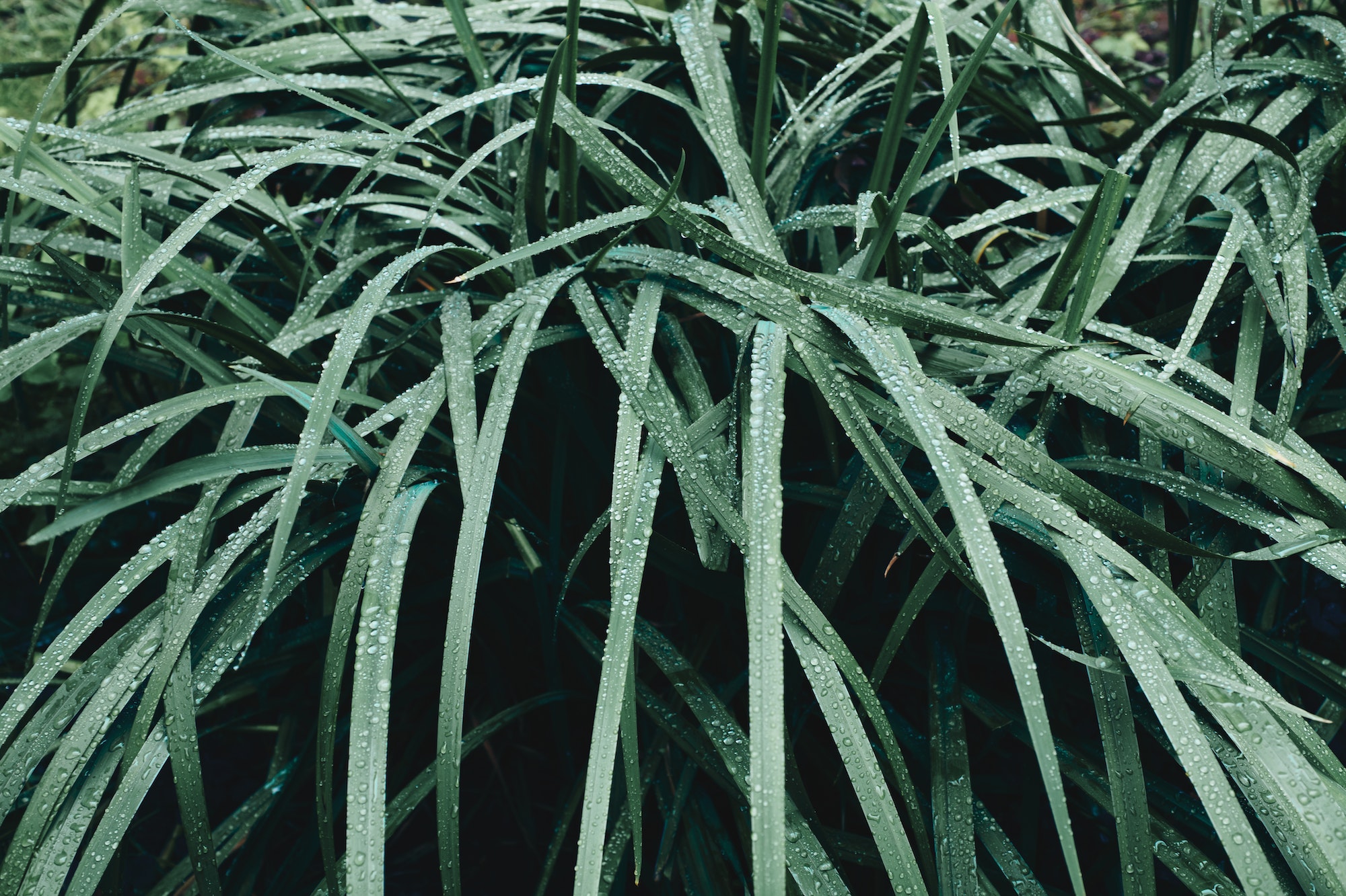 Zoom sur la Pennisetum Moudry : une espèce de plante étonnante