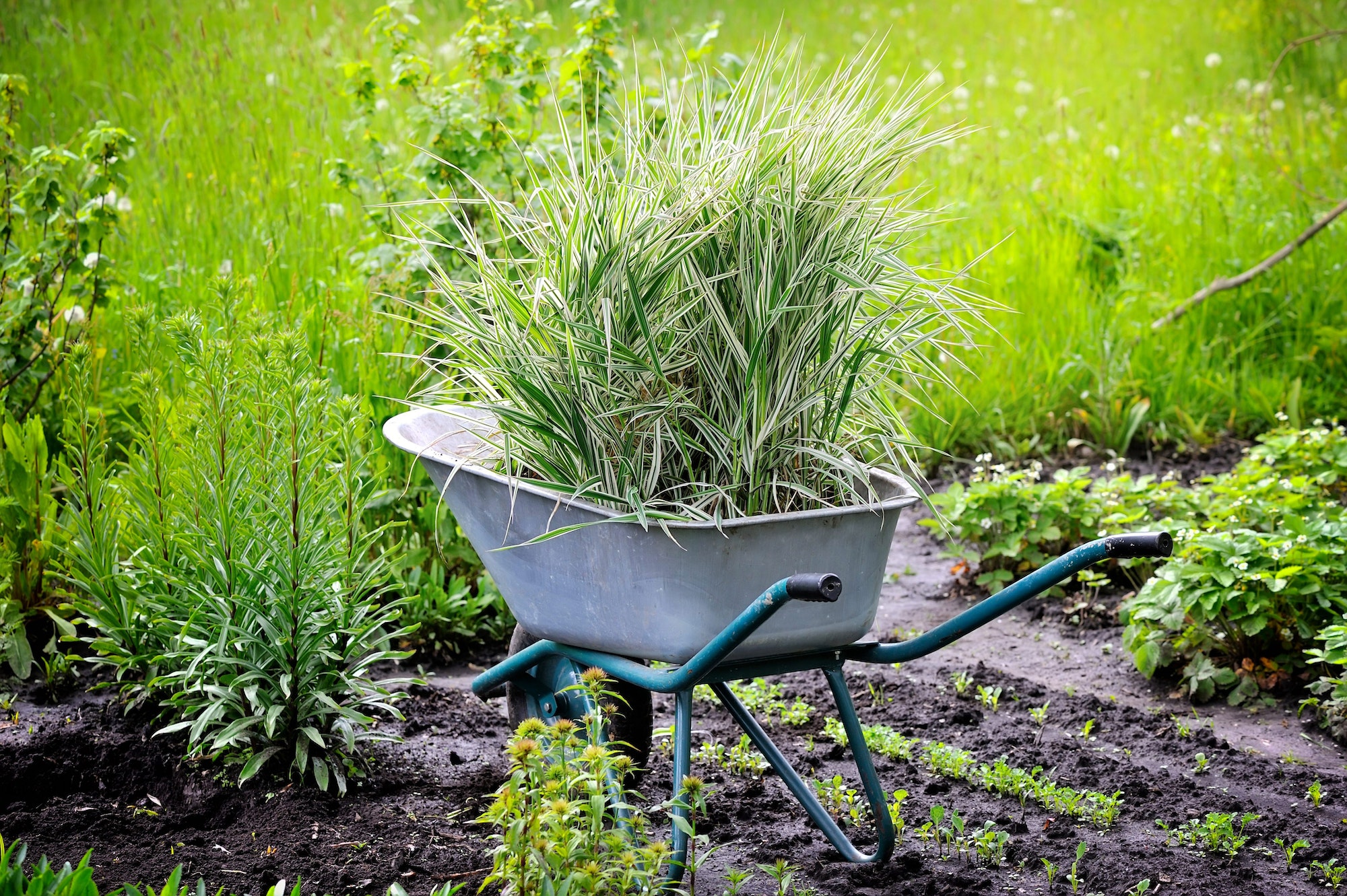 Le Carex comans bronze form : une touche de bronzage dans votre jardin