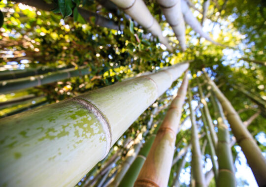 Comment planter les bambous dans votre jardin ?