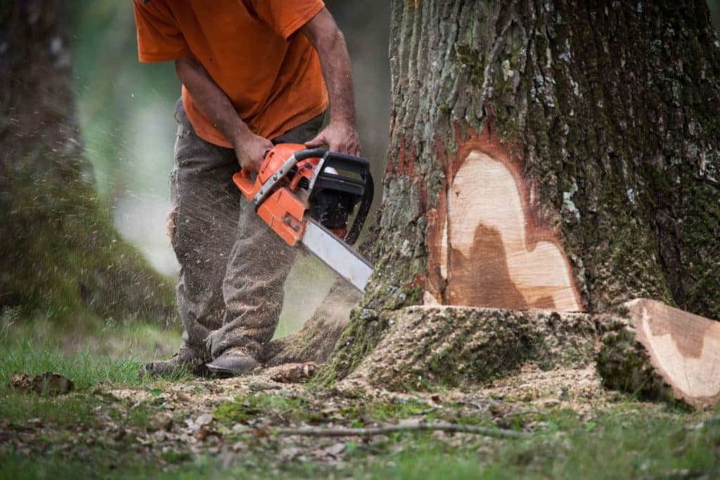 quelle est la meilleure période pour élaguer ses arbres