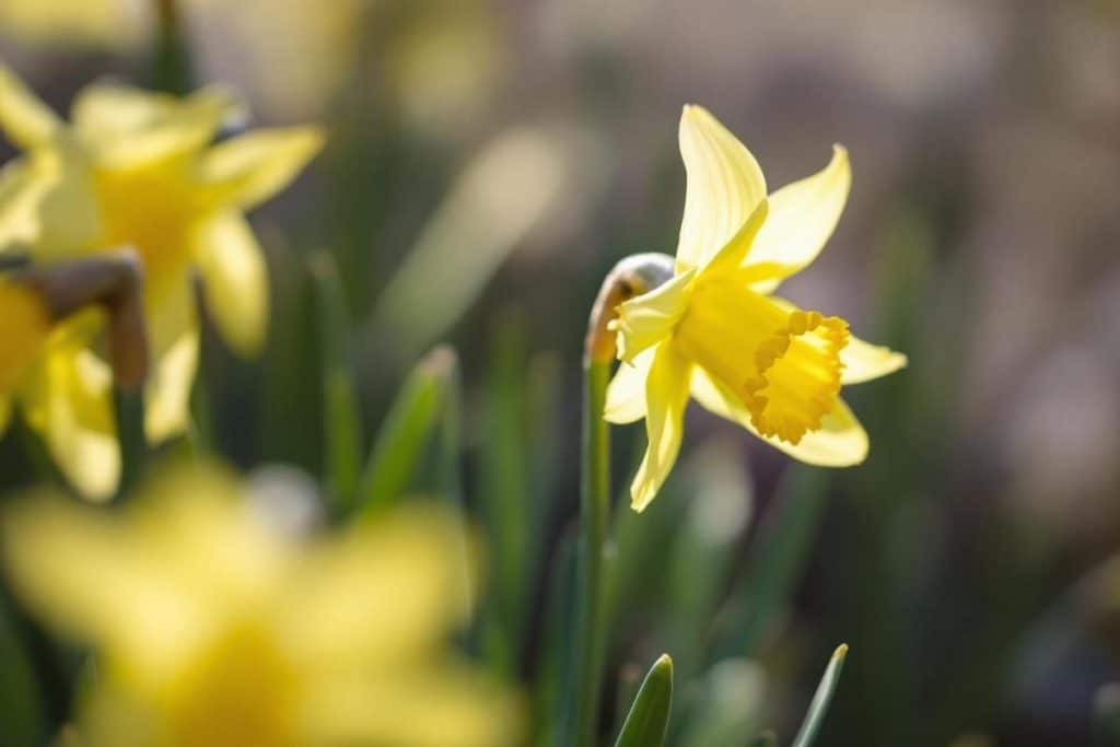 Pourquoi mes jonquilles ne fleurissent pas ?